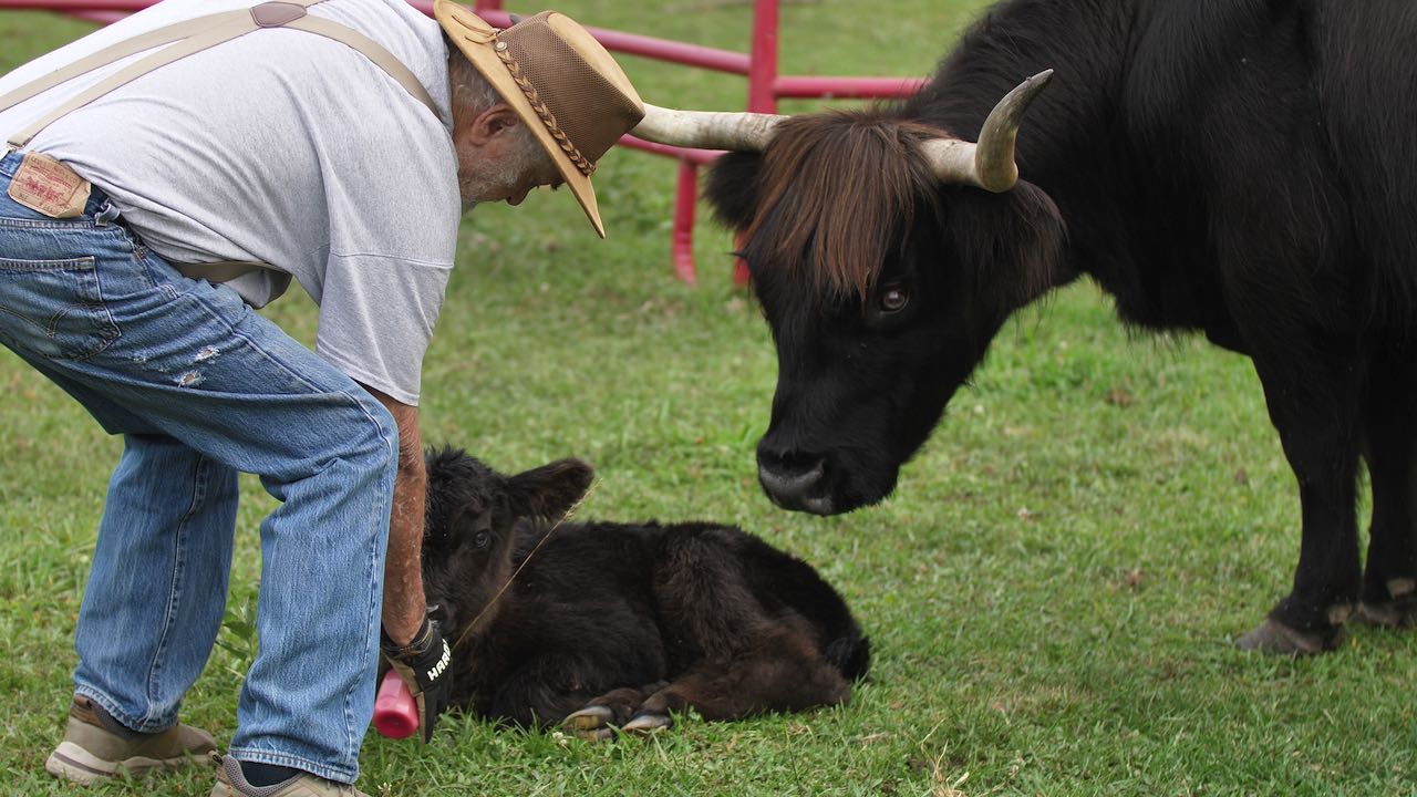 Registered Scottish bull for sale.